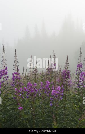 Pflanzen von blühenden sally, Epilobium angustifolium, Chamerion angustifolium, (Deutsch: Feuerweed, Weidenkraut, Rosebay Willowherb), Dundret Nature Stockfoto