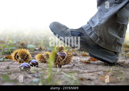 Treten Sie auf eine reife, offene Kastanie mit Turnschuhen Stockfoto