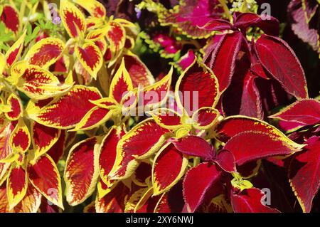 Farbige Brennnessel, Solenostemon scutellarioides 01 Stockfoto