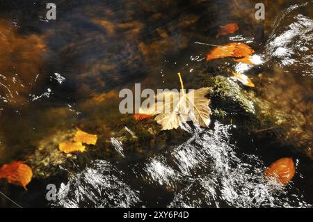 Die kleine Ohe im Bayerischen Wald, im Herbst.Bergbach, kleine Ohe, Nationalpark Bayerischer Wald, Bergbach, Bayerischer Waldnationalp Stockfoto