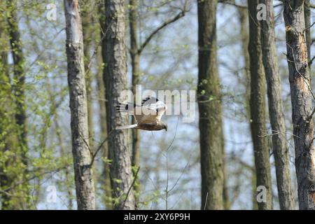 Marsh harrier auf dem Prowl.Western Marsh-harrier (Circus aeruginosus), männlich im Flug, Western Marsh Harrier im Fliegen Stockfoto