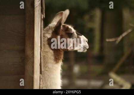 Porträt eines Lama in einem Tierpark Stockfoto