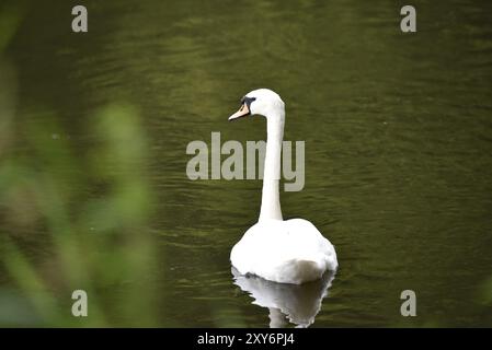 Vordergrundbild eines stummen Schwans (Cygnus olor), der von der Kamera wegschwimmt, mit nach links gerichtetem Kopf, aufgenommen auf einem See in Staffordshire, Großbritannien im Juli Stockfoto