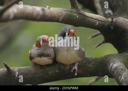 zebrafinkenpaar Stockfoto