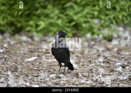 VordergrundePorträt eines Westernjakdaw (Corvus monedula) mit leicht nach rechts gedrehtem Kopf, Auge auf Kamera, auf dem Boden, aufgenommen in Großbritannien Stockfoto