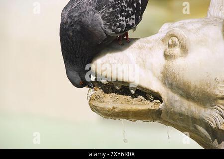 Taube trinkt, Taube trinkt 01 Stockfoto