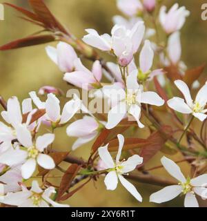 Kupferne Birnenblume, Juneberry Blume 02 Stockfoto
