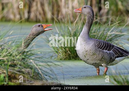 Graues Licht in der Morgensonne in einem See. Graugans im Frühjahr während der Paarung Stockfoto