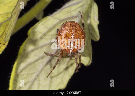 Gartenkreuzspinne, Araneus diadematus, Europäische Gartenspinne Stockfoto