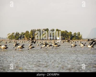 Asiatische Openbill auf der Suche nach Essen in Thale Noi, Provinz Phatthalung, Thailand, Asien Stockfoto