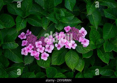 Wunderschöne Gruppe rosa Hortensien umgeben von grünen Blättern Stockfoto