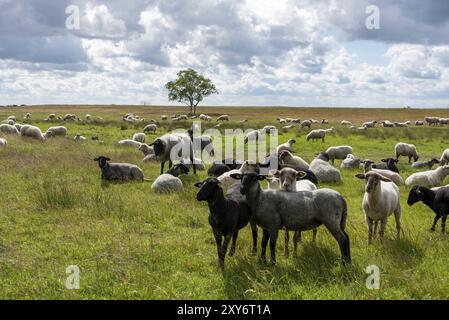 Schafe auf einer Wiese in der Nähe des Fischerdorfes Neuendorf, Insel Hiddensee, Mecklenburg-Vorpommern, Deutschland, Europa Stockfoto