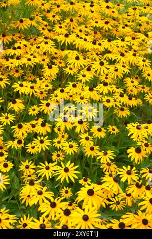 Schöner gelber Koneflorhaufen in einem Garten Stockfoto