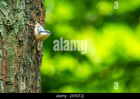 Der eurasische Nuthatch-Vogel sitzt auf einem Baumstamm, Sommertag Stockfoto