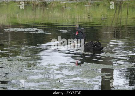 Schwarzer Schwan (Cygnus atratus) mit Küken, Schwarzer Schwan, Reflexion, Nordrhein-Westfalen, Deutschland, Europa Stockfoto