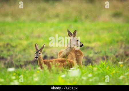 Reh mit seinen Jungen auf einer grünen Wiese an einem verregneten Sommertag im Osten Polens Stockfoto