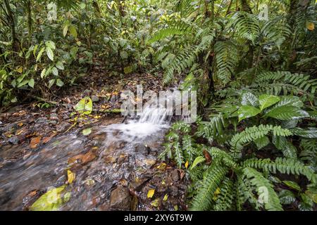 Kleiner Bach im tropischen Regenwald, dichte grüne Vegetation, Laguna de Hule, Refugio Nacional de Vida Silvestre Mixto Bosque Alegre, Alajuela prov Stockfoto