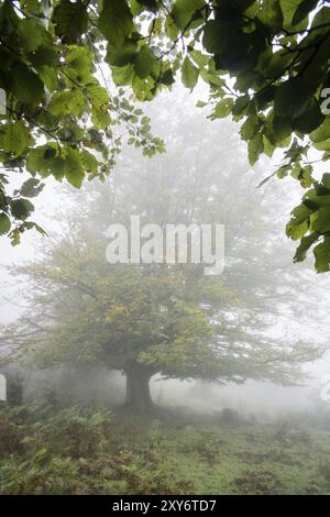 Hayedo, fagus Sylvaticus, parque Natural Gorbeia, Alava-Vizcaya, Euzkadi, Spanien, Europa Stockfoto