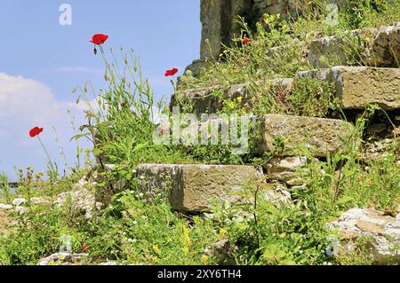 Klatschmohn vor Mauer, Maismohn vor der Mauer 09 Stockfoto