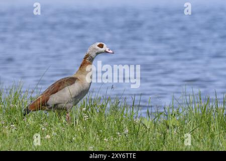 Eine Familie ägyptischer Gans am Morgen. Die Nilgansfamilie am Berzdorfer See in der Oberlausitz Stockfoto