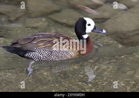 Witwe pfeifende Gans Stockfoto