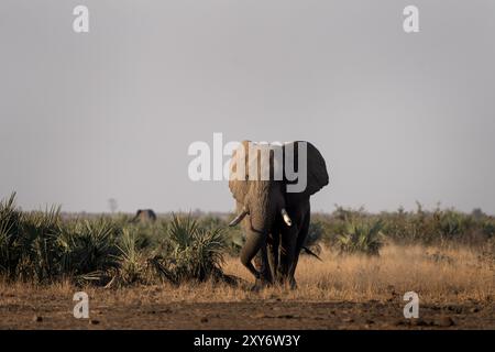 Afrikanischer Elefant im Busch. Ruhiger Elefant während einer afrikanischen Safari. Tiere, deren Gefährdung durch Wilderer besteht. Stockfoto