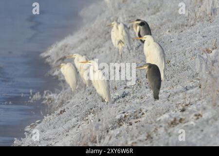 Großer Reiher und Graureiher im Winter auf einem Fluss. Großer Reiher und Graureiher im Winter Stockfoto