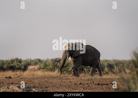 Afrikanischer Elefant im Busch. Ruhiger Elefant während einer afrikanischen Safari. Tiere, deren Gefährdung durch Wilderer besteht. Stockfoto