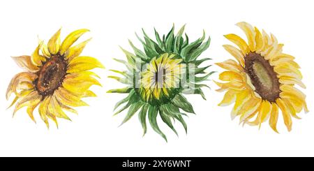 Aquarellillustration der Sonnenblume. Handgezeichnete Sonnenblumen in Aquarell. Stockfoto