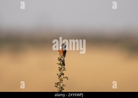 Afrikanischer Steinechat sitzt auf dem Ast. Gemeinsame Steinechat-Safari im Kruger-Nationalpark. Stockfoto