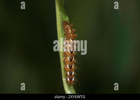 Raupe von Dock Bark Ewl, Acronicta rumicis, raupe von Knotengras Stockfoto