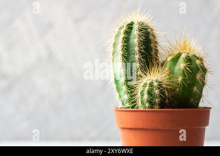 Saftiger Kakteen im Topf auf weißem Steinhintergrund, kleine dekorative Pflanze Stockfoto