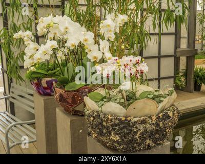 Topfpflanzen mit weißen und rosafarbenen Orchideen in einem Innenraum, Bad Lippspringe, Deutschland, Europa Stockfoto