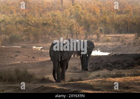 Afrikanischer Elefant im Busch. Ruhiger Elefant während einer afrikanischen Safari. Tiere, deren Gefährdung durch Wilderer besteht. Stockfoto