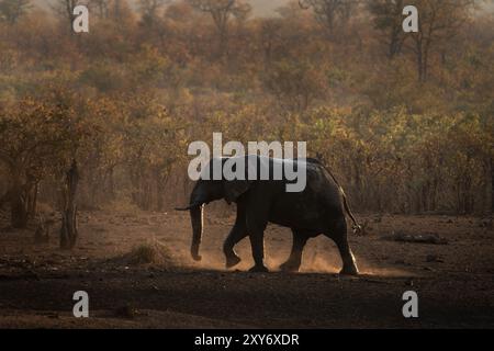 Afrikanischer Elefant im Busch. Ruhiger Elefant während einer afrikanischen Safari. Tiere, deren Gefährdung durch Wilderer besteht. Stockfoto