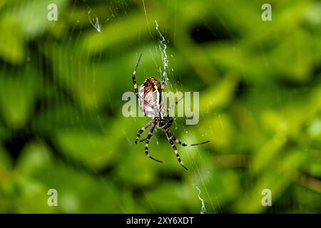 Eine Wasp Spider im Netz Stockfoto