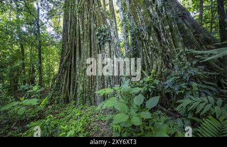 Riesige Strangler-Feige (Ficus americana), im Regenwald, Corcovado Nationalpark, Osa, Provinz Puntarena, Costa Rica, Mittelamerika Stockfoto