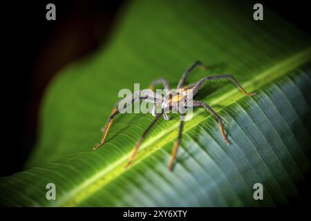 Getazi-Kammspinne oder Getazi-Bananenspinne (Cupiennius tazi), erwachsener Mann, der nachts auf einem Blatt sitzt, nachts im tropischen Regenwald, Refugio Naci Stockfoto