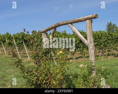 Holzspalier in einem Weinberg mit üppig grünen Reben unter klarem blauen Himmel, Weissenburg, Elsass, Frankreich, Europa Stockfoto