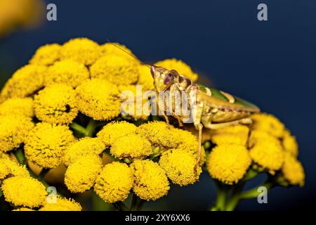 Eine Erwachsene Blumenmantis in freier Wildbahn Stockfoto