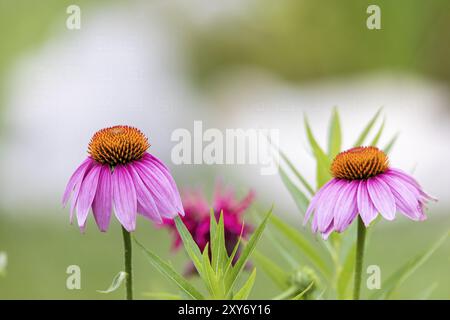 Der blassviolette Coneflower, eine bedrohte Art in Wisconsin, ist eine einheimische Art Stockfoto