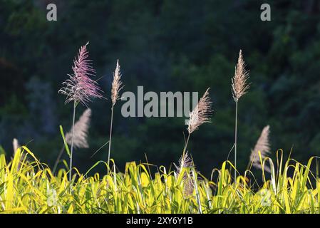 Blumen von Zuckerrohrbäumen und grünen Blättern auf Reunion Island Stockfoto