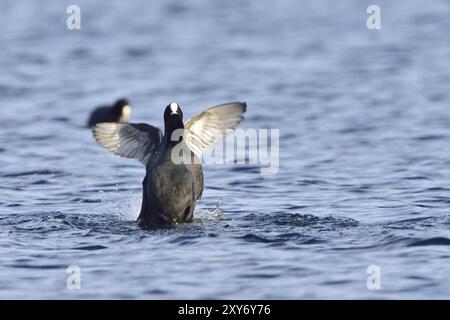 Eurasischer Coot in der Paarungszeit. Eurasische Bohlensauben während der Paarungszeit Stockfoto