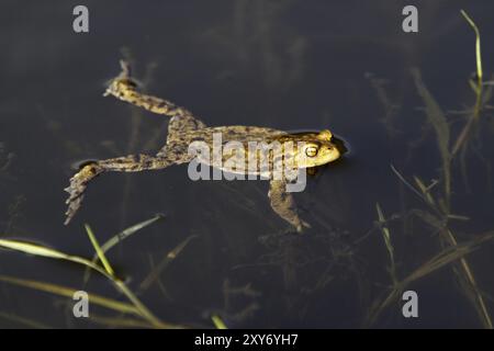 Laichzeit für die Kröte Stockfoto