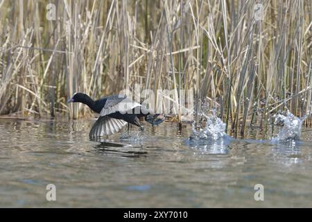 Eurasischer Coot kämpft um Territorium, Schwarzer Coot, Fulica atra, eurasischer Coot Stockfoto