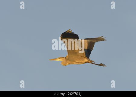 Graureiher, Ardea cinerea, im Flug, Graureiher, im Flug Stockfoto