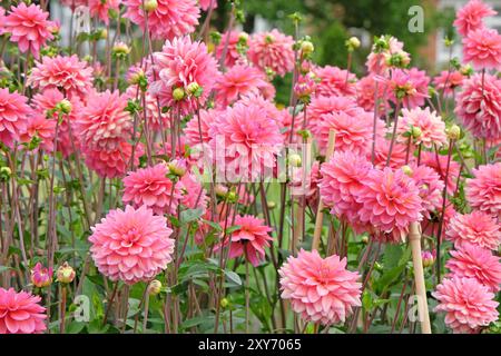 Rosafarbene dekorative Dahlien „Great Silence“ in Blüte. Stockfoto