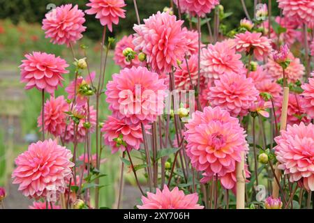 Rosafarbene dekorative Dahlien „Great Silence“ in Blüte. Stockfoto