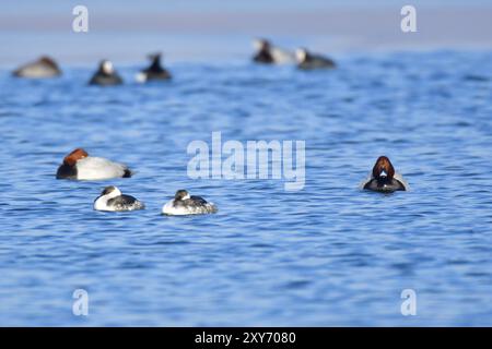 Gehörnter im nicht-Zuchtgefieder in der Oberlausitz. Gehörnter im nicht-Zuchtgefieder Stockfoto