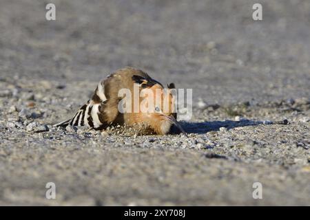 Eurasischer Wiedehopf auf der Suche nach Nahrung im Herbst Stockfoto